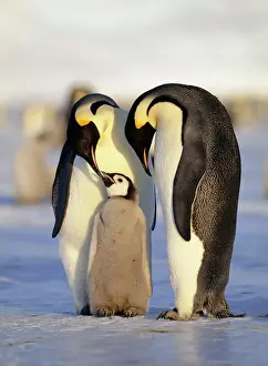Emperor Penguins, Aptenodytes forsteri family Weddell Sea Antarctica