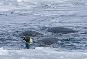 Images Dated 5th November 2006: Emperor Penguins Aptenodytes forsteri on ice edge feeding Snow Hill Island Weddell