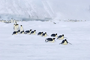 Emperor Penguins Aptenodytes forsteri on the march to the sea from their colony Snow Emperor Penguins Aptenodytes forsteri on the march to the sea from their colony Snow