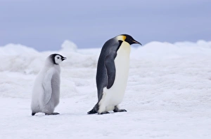 Emperor Penguin Aptenodytes forsteri Snow Hill Island Weddell Sea Antarctica November