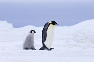 Emperor Penguins Aptenodytes forsteri Snow Hill Island Weddell Sea Antarctica November Emperor Penguins Aptenodytes forsteri Snow Hill Island Weddell Sea Antarctica November