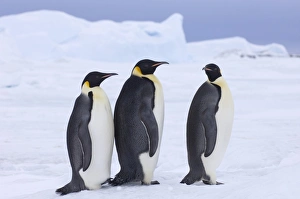Emperor Penguin Aptenodytes forsteri Snow Hill Island Weddell Sea Antarctica November