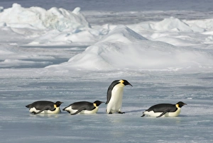 Emperor Penguin Aptenodytes forsteri Snow Hill Island Weddell Sea Antarctica November