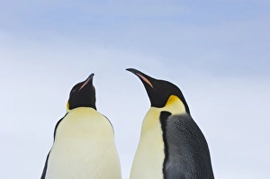 Emperor Penguin Aptenodytes forsteri chicks Snow Hill Island Weddell Sea Antarctica