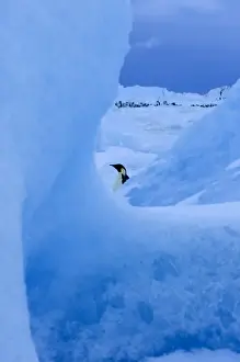 Emperor Penguins Aptenodytes forsteri Snow Hill Island Antarctica November