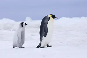 Emperor Penguins Aptenodytes forsteri Snow Hill Island Weddell Sea Antarctica November