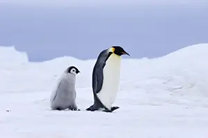 Snow Hill Prints: Emperor Penguins Aptenodytes forsteri Snow Hill Island Weddell Sea Antarctica November
