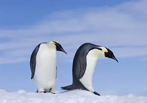 Emperor Penguins Aptenodytes forsteri Snow Hill Island Weddell Sea Antarctica November
