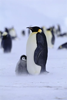 Emperor Penguins Aptenodytes forsteri Weddell Sea Antarctica Emperor Penguins Aptenodytes forsteri Weddell Sea Antarctica