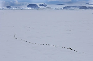 Emperor Penguins Aptenodytes forsterii walking across sea ice of Weddell Sea near Emperor Penguins Aptenodytes forsterii walking across sea ice of Weddell Sea near