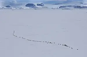 Antarctic Prints: Emperor Penguins Aptenodytes forsterii walking across sea ice of Weddell Sea near