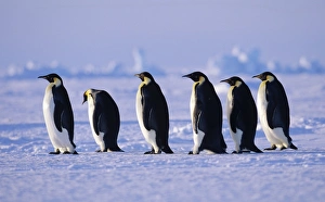 Emperor Penguins Aptenodytes fosteri walking back to colony across sea ice of the Emperor Penguins Aptenodytes fosteri walking back to colony across sea ice of the