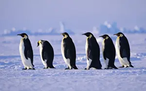 Emperor Penguins Aptenodytes fosteri walking back to colony across sea ice of