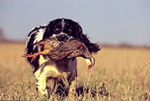 English Springer Spaniel retrieving Red-legged Partridge Northamptonshire winter English Springer Spaniel retrieving Red-legged Partridge Northamptonshire winter