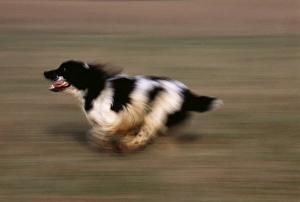 Motion Prints: English Springer Spaniel running UK