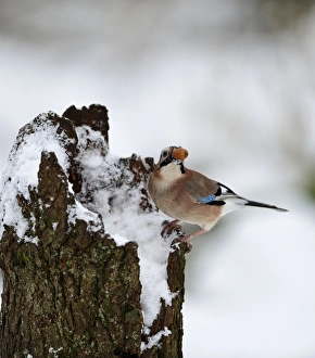 Eurasian Jay Garrulus glandarius collecting acorns Norfolk winter Eurasian Jay Garrulus glandarius collecting acorns Norfolk winter