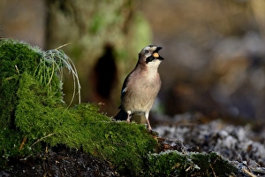 Eurasian Jay Garrulus glandarius collecting and swallowing acorns Norfolk winter