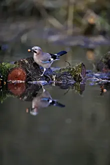 : Eurasian Jay, Garrulus glandarius collecting acorns Norfolk
