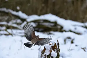 : Eurasian Jay Garrulus glandarius collecting acorns Norfolk winter