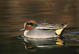 Male Prints: Eurasian Teal Norfolk winter