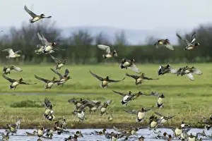 Slimbridge Prints: Eurasian Wigeon Anas penelope Slimbridge Glos winter