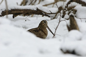 Eurasian Woodcock (Scolopax rusticola) Norfolk winter