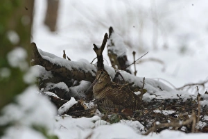 Eurasian Woodcock (Scolopax rusticola) Norfolk winter