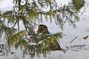Eurasian Woodcock (Scolopax rusticola) Norfolk winter