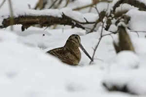 Eurasian Woodcock (Scolopax rusticola) Norfolk winter