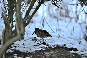 Eurasian Woodcock (Scolopax rusticola) Norfolk winter