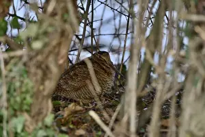 Eurasian Woodcock (Scolopax rusticola) Norfolk winter