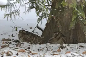 Eurasian Woodcock (Scolopax rusticola) Norfolk winter