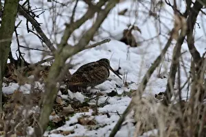 Eurasian Woodcock (Scolopax rusticola) Norfolk winter