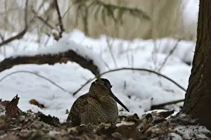 Eurasian Woodcock (Scolopax rusticola) Norfolk winter