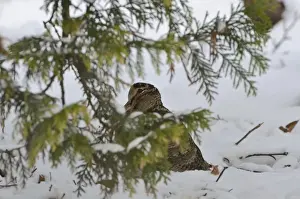 : Eurasian Woodcock (Scolopax rusticola) Norfolk winter