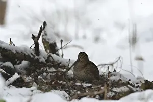 : Eurasian Woodcock (Scolopax rusticola) Norfolk winter