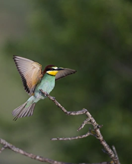 Bee Eater Prints: European Bee-eater Merops aplaster Spain June