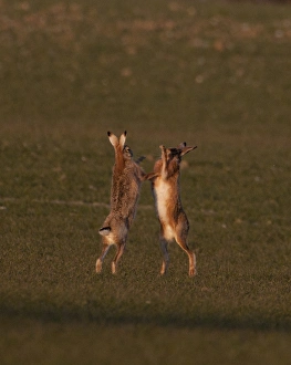 European Brown Hare boxing in spring Norfolk March