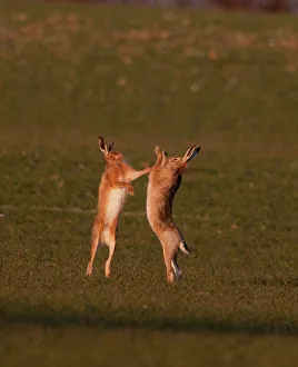 European Brown Hare boxing in spring Norfolk March