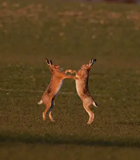 Trending: European Brown Hare Lepus europaeus boxing in spring Norfolk