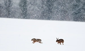 European Brown Hare Lepus europaeus Yare Valley Norfolk winter European Brown Hare Lepus europaeus Yare Valley Norfolk winter