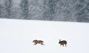 Snow Prints: European Brown Hare Lepus europaeus Yare Valley Norfolk winter