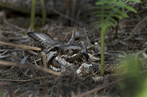European Nightjar Caprimulgus europaeus on nest among bracken Norfolk June