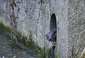 European Otter (Eurasian River Otter) Lutra lutra on River Thet, in Thetford twn centre
