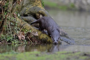 European Otter (Eurasian River Otter) Lutra lutra on River Thet, Thetford, Norfolk