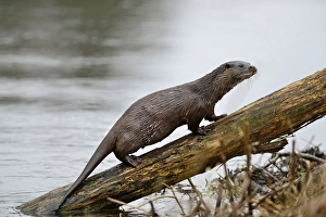 European Otter (Eurasian River Otter) Lutra lutra on River Thet, Thetford, Norfolk