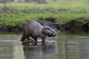 European Otter (Eurasian River Otter) Lutra lutra on River Thet, Thetford, Norfolk