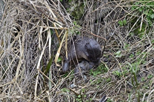 European Otter (Eurasian River Otter) Lutra lutra catching Water Vole on River Thet