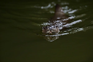 European Otter (Eurasian River Otter) Lutra lutra on River Thet, Thetford, Norfolk European Otter (Eurasian River Otter) Lutra lutra on River Thet, Thetford, Norfolk