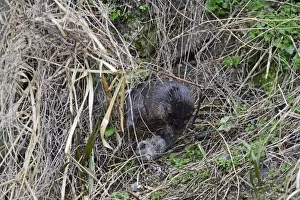 : European Otter (Eurasian River Otter) Lutra lutra catching Water Vole on River Thet